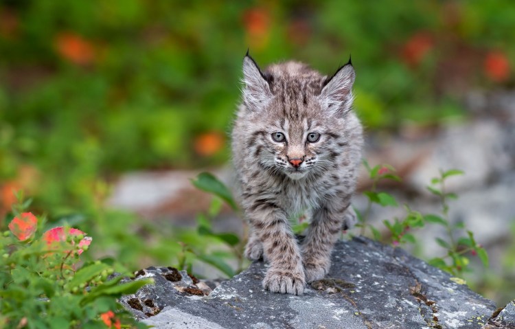 Белая Рысь котенок