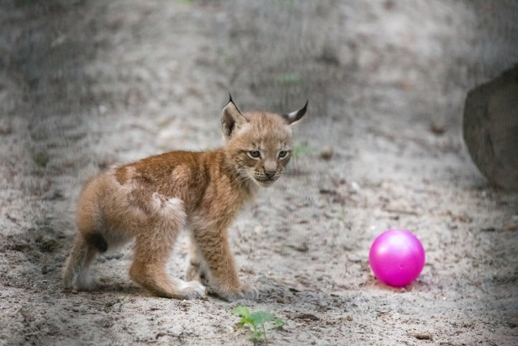 Новорожденная Рысь