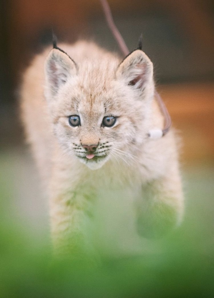 Рысь Детеныши рысята