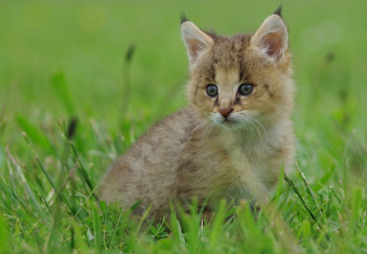 Lynx Cub