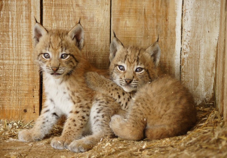 Рысь Детеныши рысята