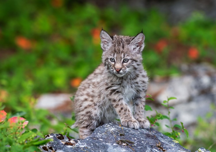 Рысь Детеныши рысята