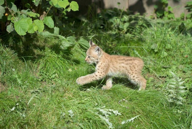 Рысь Мурзук