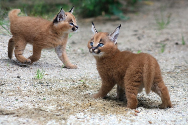 Каракал пустынная Рысь домашняя