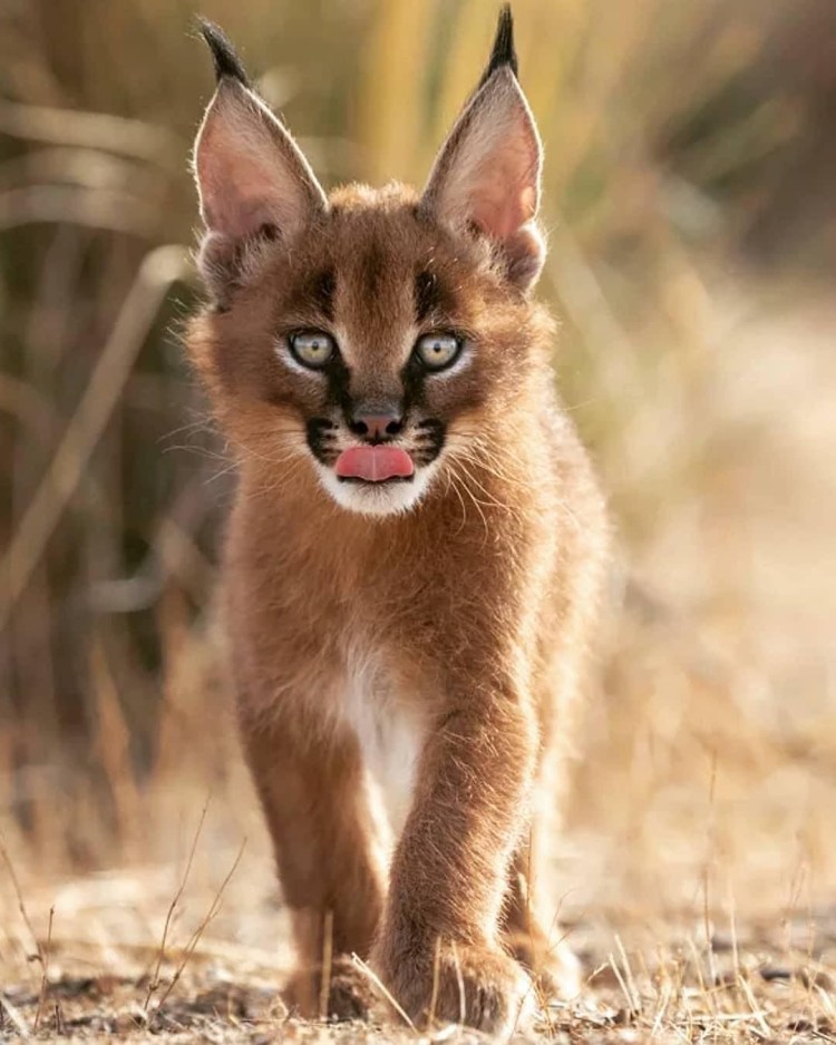 Карликовый каракал