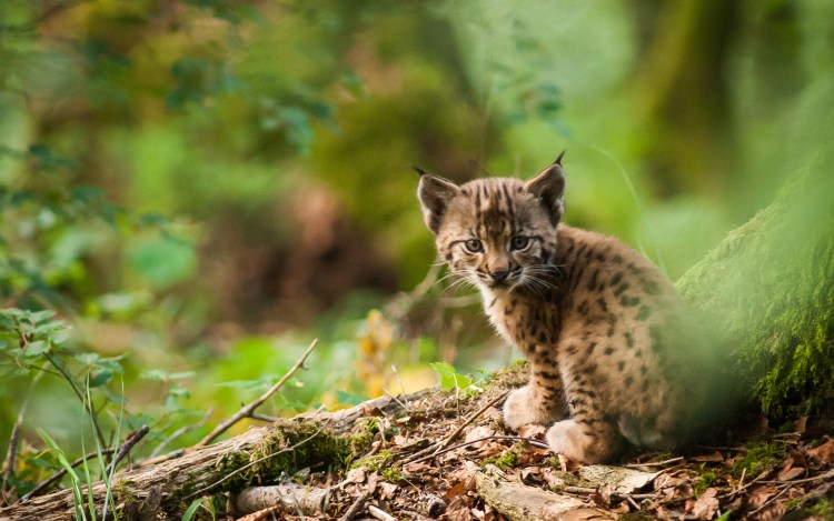Рысь с котятами на природе