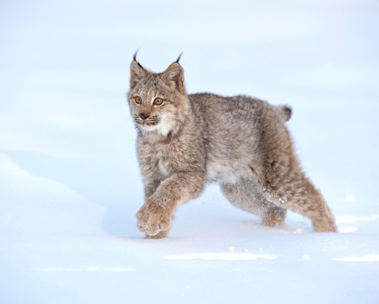Канадская Рысь Бобкэт