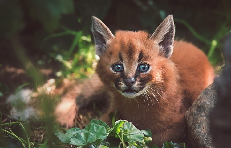 Каракал детеныш