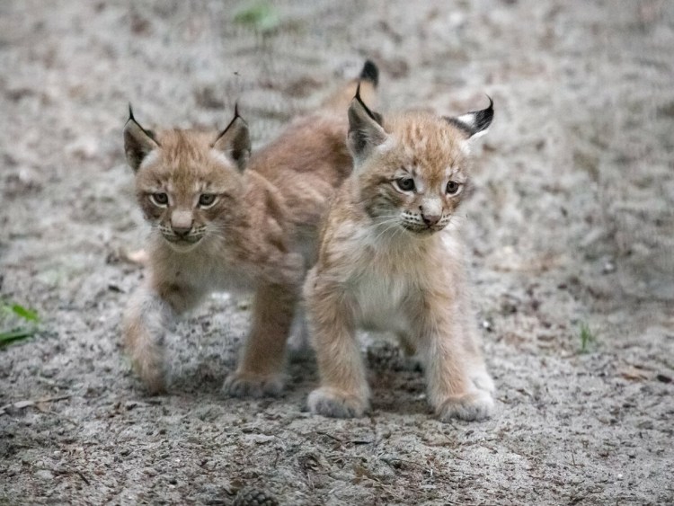 Рысь Детеныши рысята