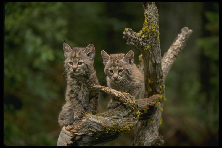 Рысь Лесная кошка