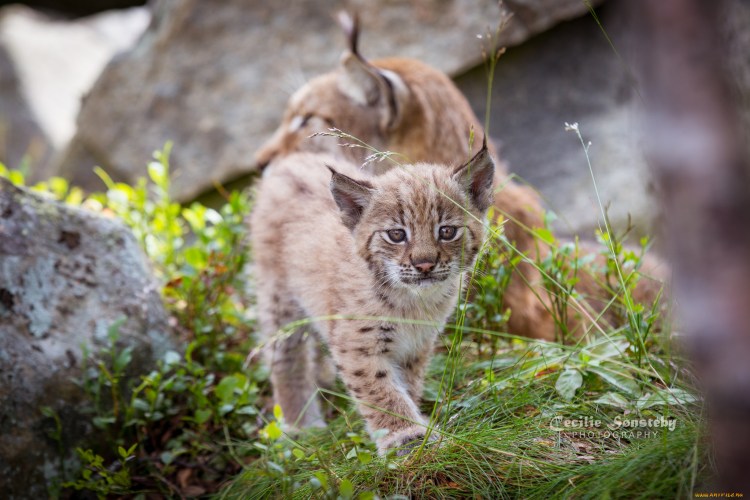 Котята рыси