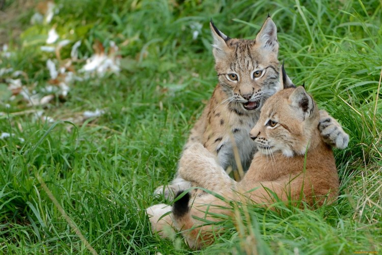 Рыси целуются