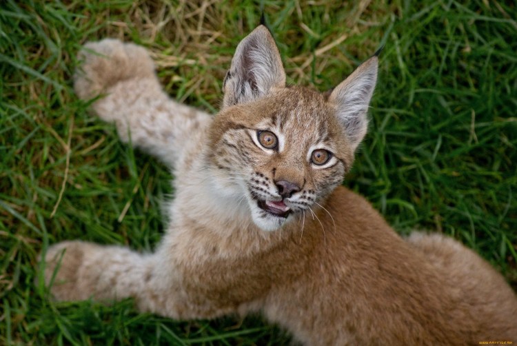 Рысь маленькая