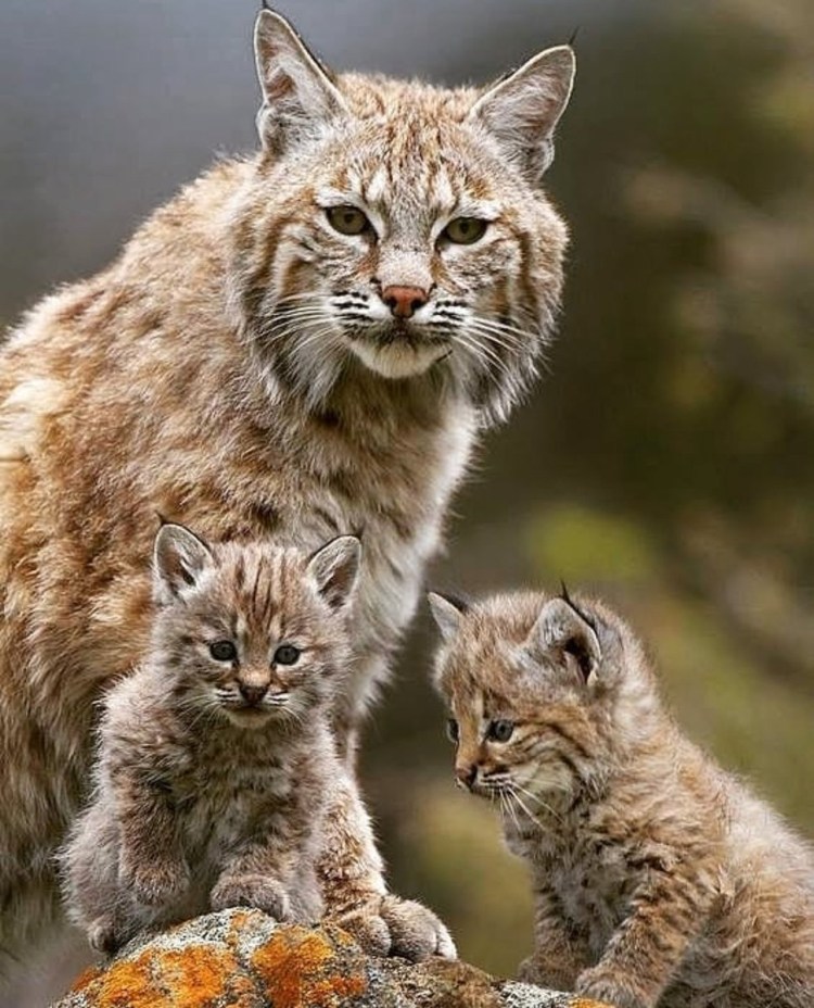 Рысь Детеныши рысята