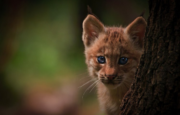 Lynx Cub