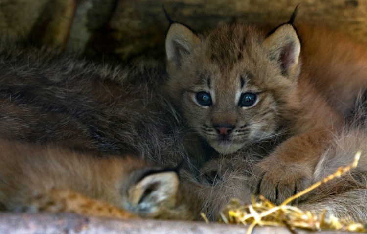 Рысёнок Элина Феодосия