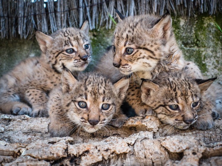 Рысята Пиренейская