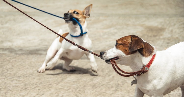 Приучение щенков к ошейнику и поводку