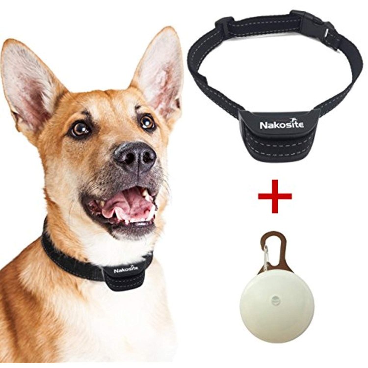 Надетый электронный ошейник