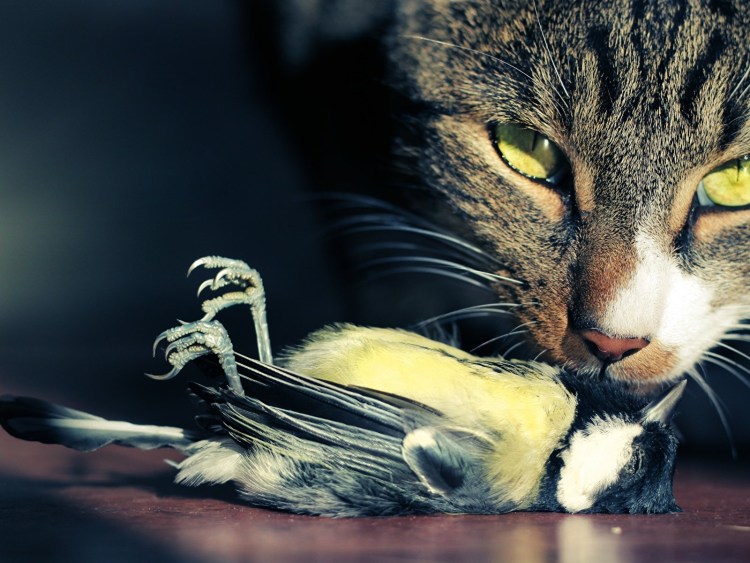 Кот поймал птицу