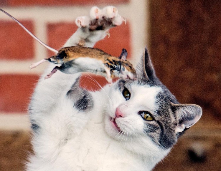 Коты с мышами в зубах