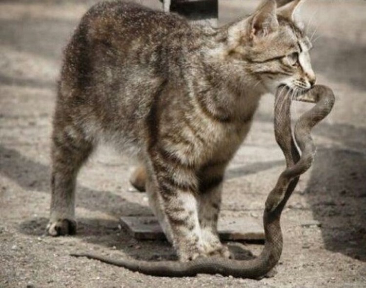 Кошка с мышью в зубах