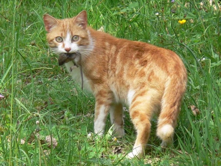 Сибирский Крысолов рыжий