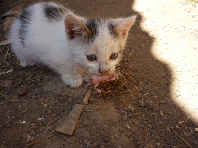 Кошка ест котят