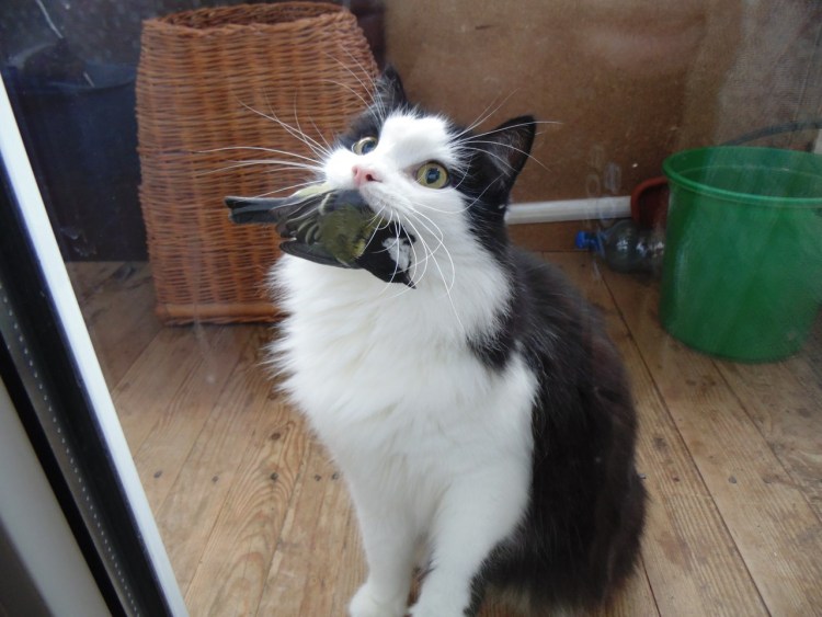 Пушистый кот с мышью в зубах