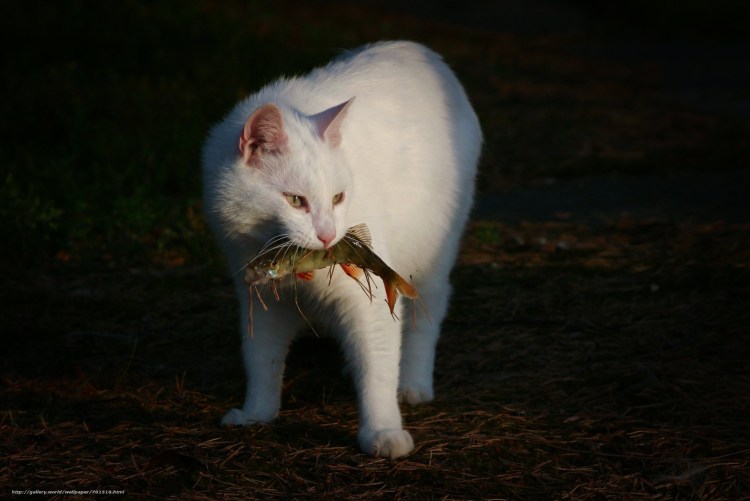 Кот с рыбой в зубах
