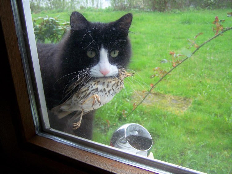 Кот принес мышь