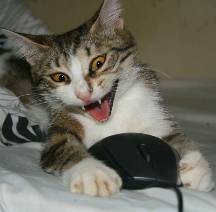 Кошка охотится на мышь