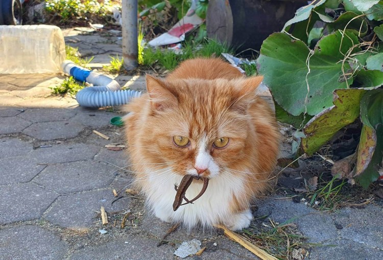 Кошки мышеловы