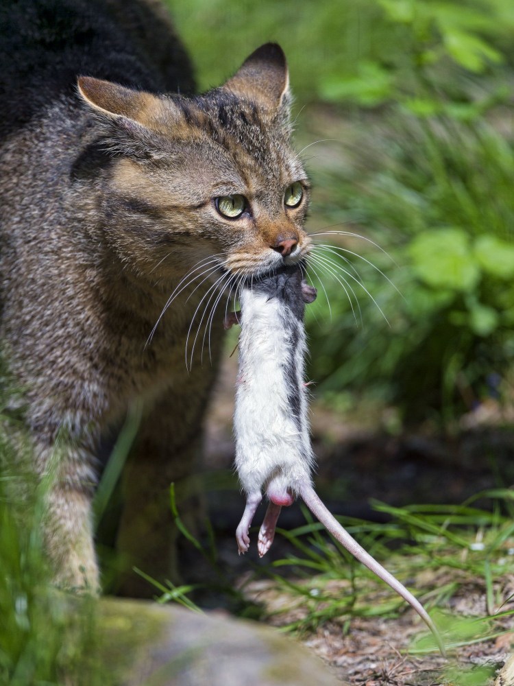 Котенок и крыса