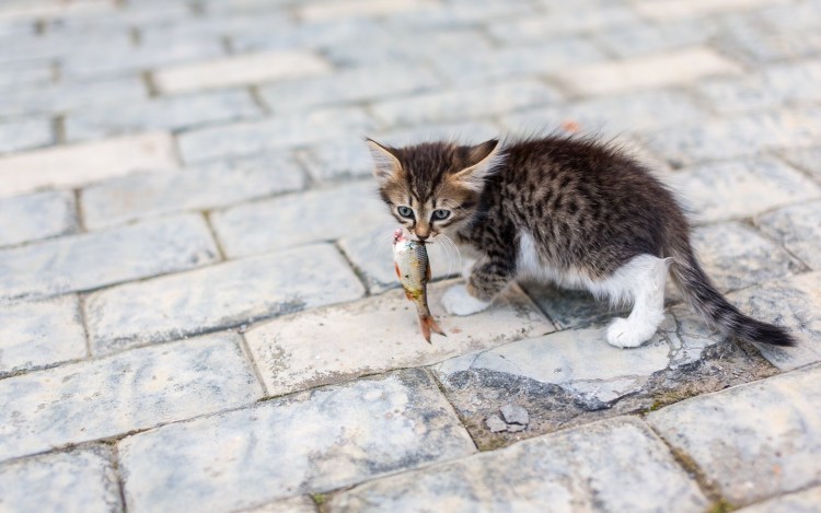 Кошка несет котенка