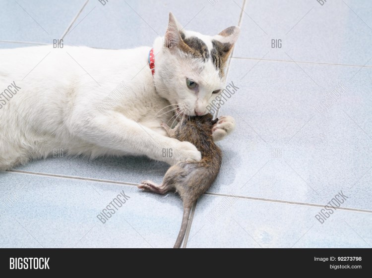 Кошка и ящерица