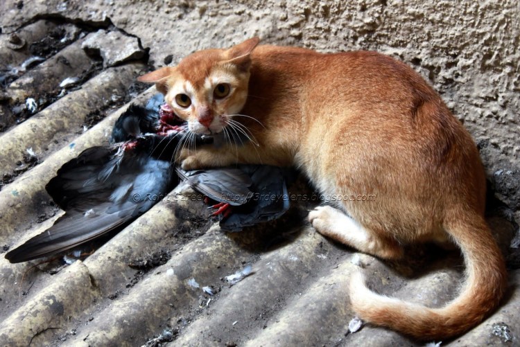 Кошка с добычей в зубах