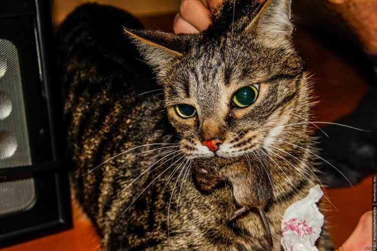 Кошка с компьютерной мышкой в зубах