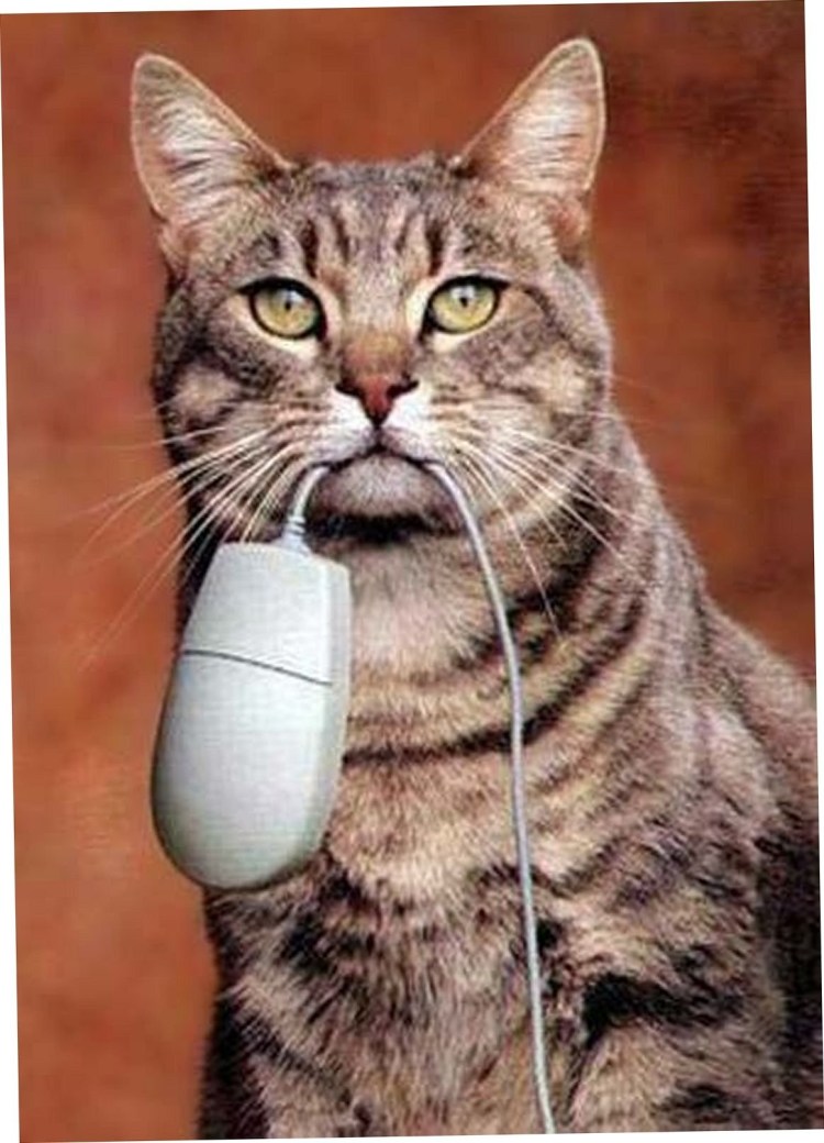 Смешные стихи про котов