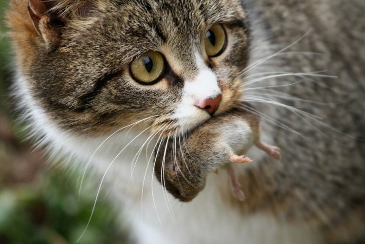 Кот с компьютерной мышкой