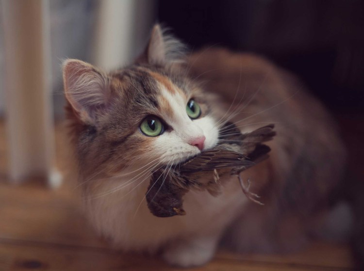 Кот ловит птичку