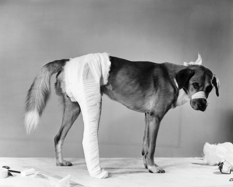 Приют кот и пес Новокузнецк