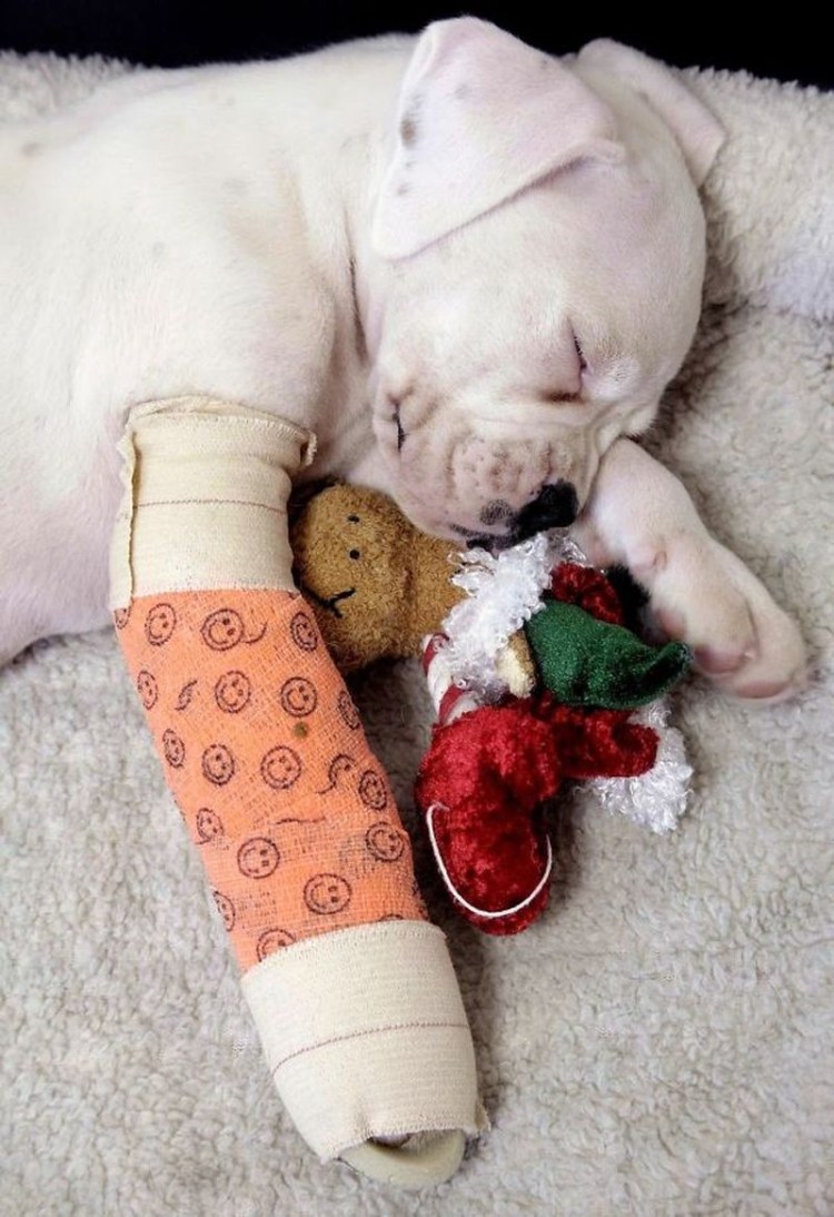 Лапы лабрадора