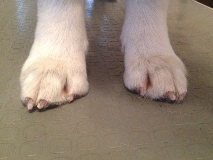 Рентген задних конечностей щенка