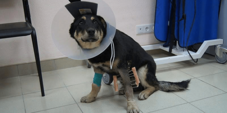 Собака с перевязанной лапой