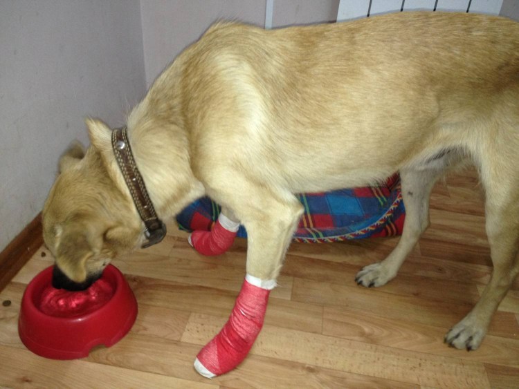 Собака на костылях