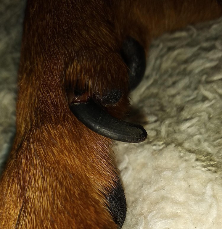 Бандаж тазобедренного сустава для собаки