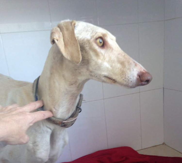 Щенок с перебинтованной лапой