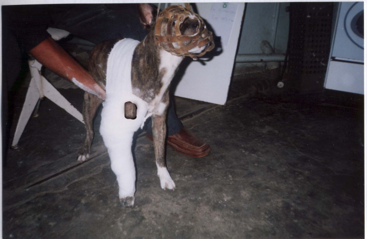 Бандаж для собак плечевой