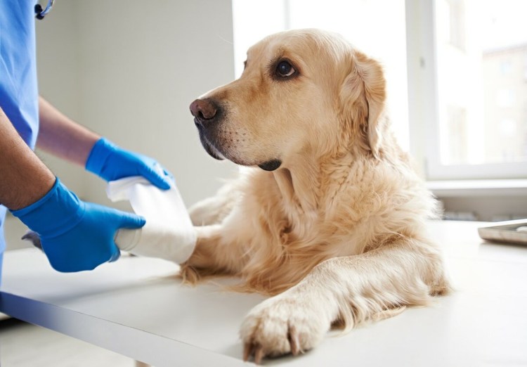 Дисплазия коленного сустава у собак